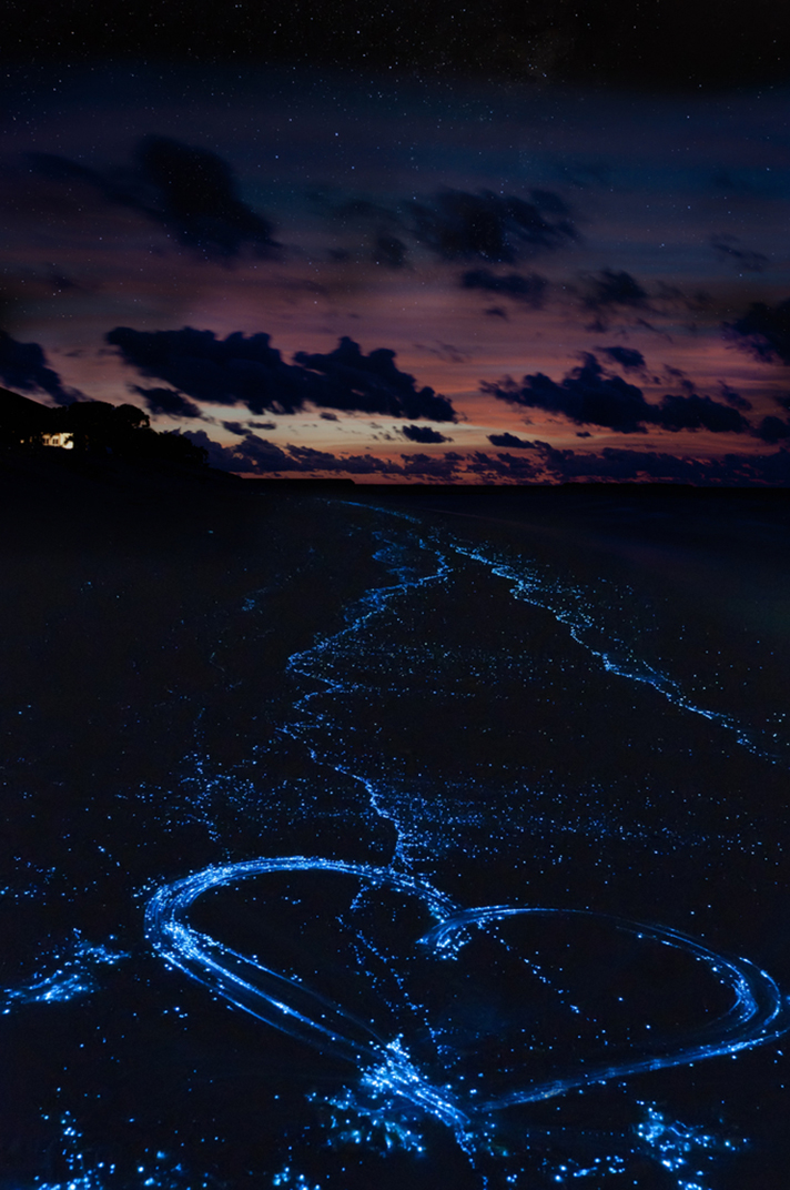 Bioluminescent Beaches