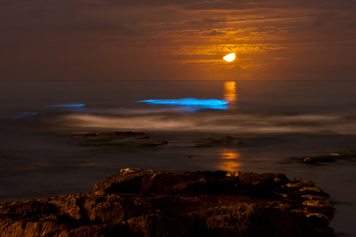 Bioluminescent Beaches