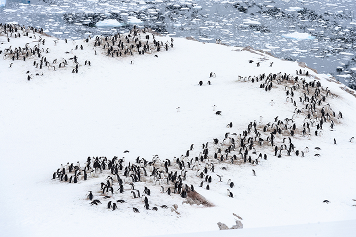 Icebergs, ice shelves and colonies of penguins in Antarctica.